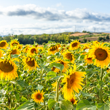 Organic Quebec Grown Sunflower Seeds