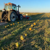Quebec Grown Pumpkin Seeds - Unroasted-unsalted