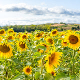 Organic Quebec Grown Sunflower Seeds