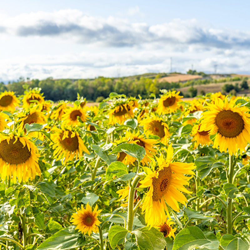 Organic Quebec Grown Sunflower Seeds