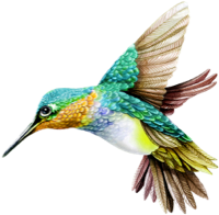 colibri